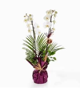 Mor Buketli Beyaz Çift Orkide ve Fenix