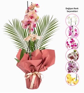 Somon Buketli Çiftli Mix Orkide