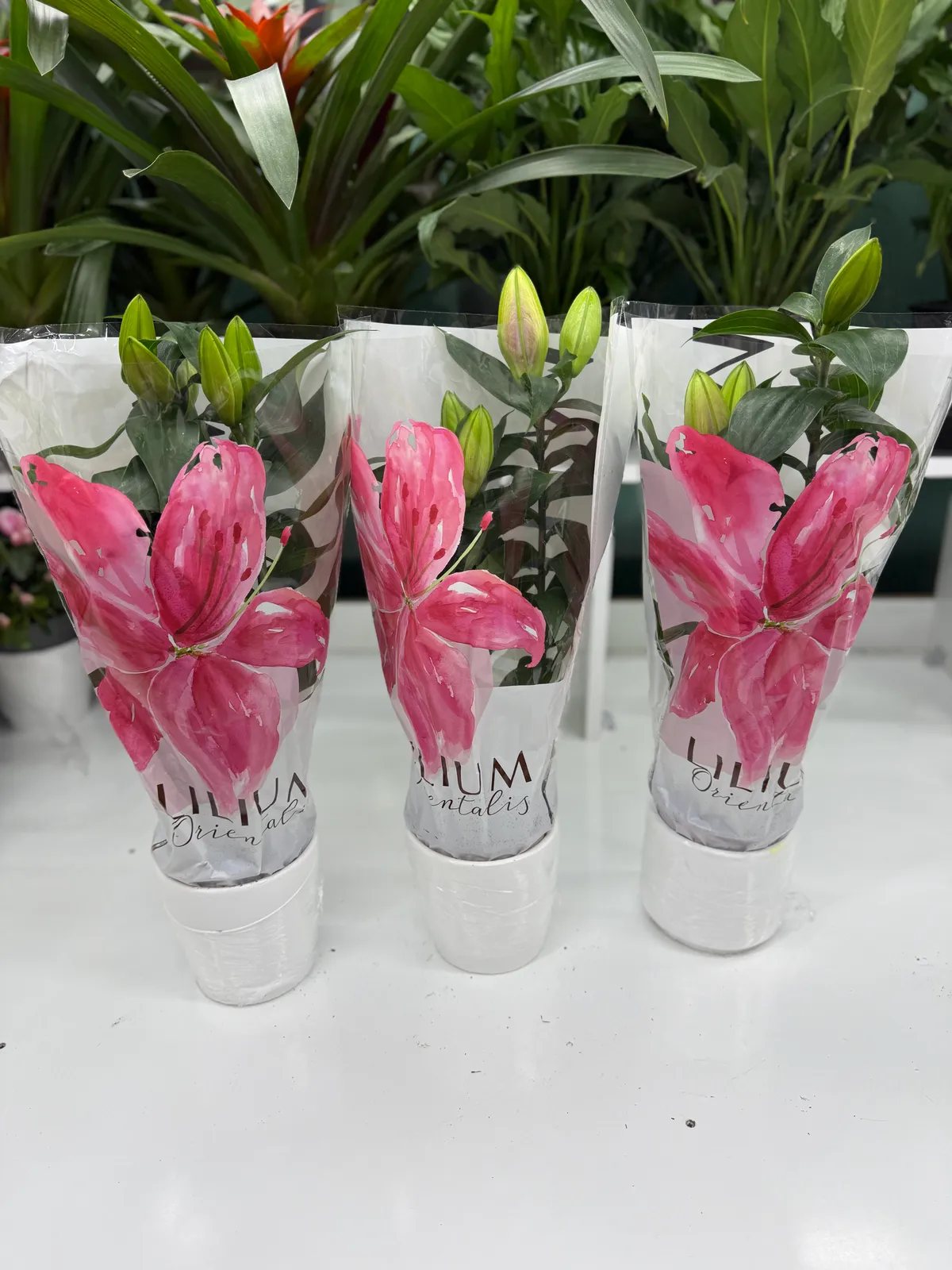 Saksıda Pembe Lilyum