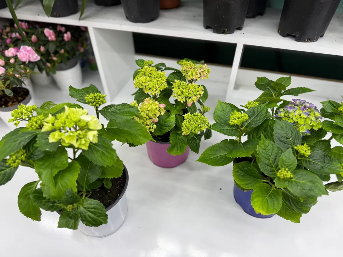 Saksıda Ortanca Pembe Mor Beyaz